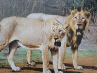 SASAN GIR TRIP  JAN'11